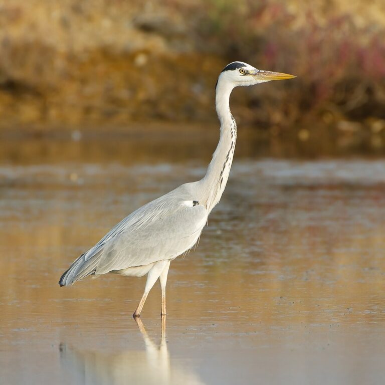 Gray heron standing in shallow water