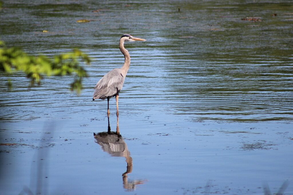 Great blue heron standing in shallow water