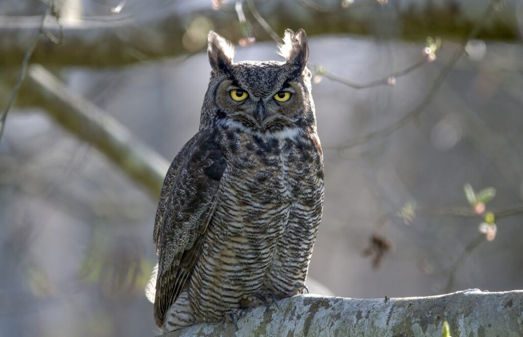 Great horned owl with ear tufts perched on a large branch
