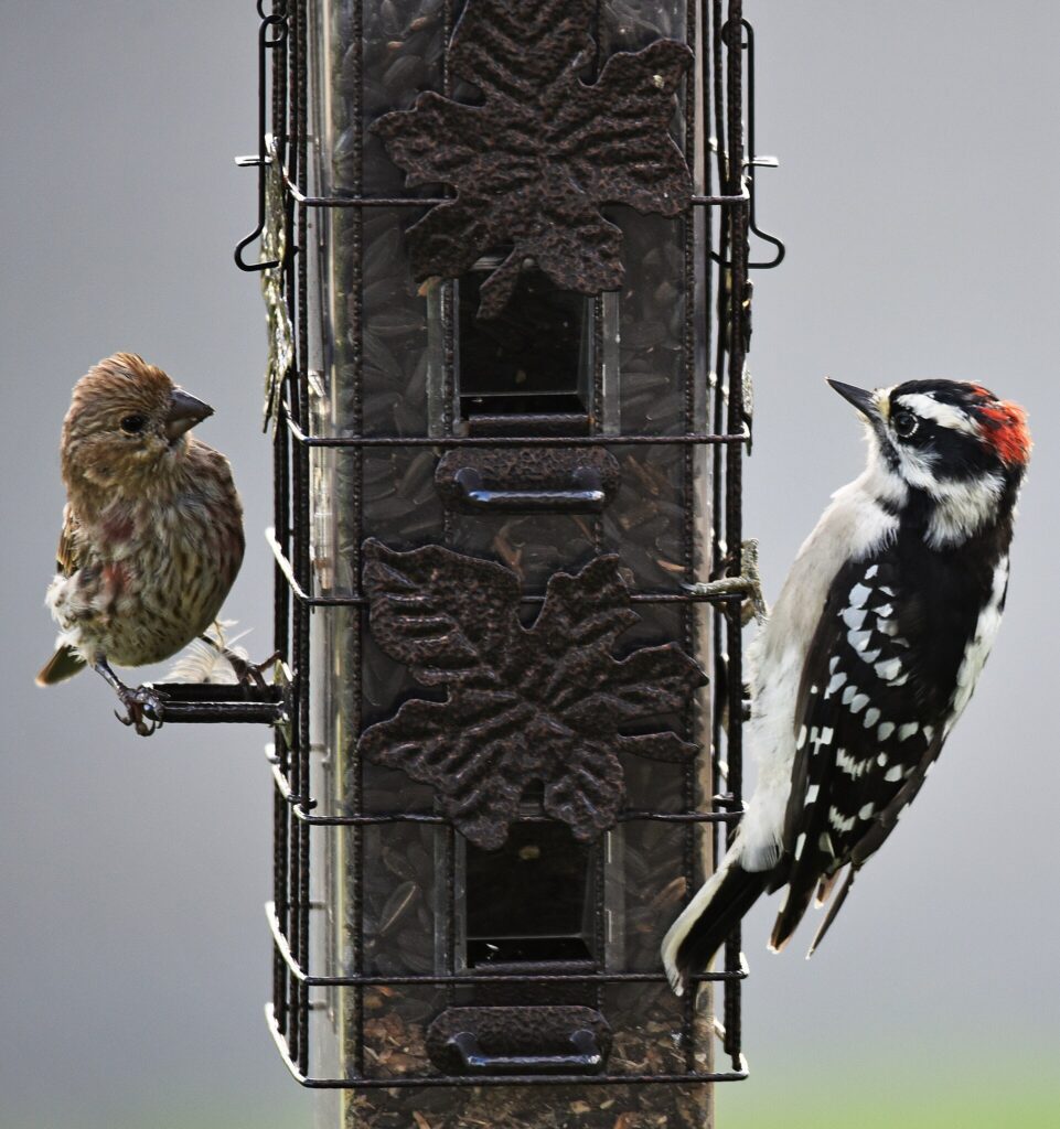 House finch and downy woodpecker on opposite sides of a caged tube feeder