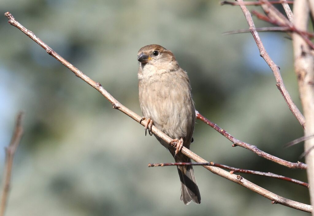 House sparrow perched on a bare twig