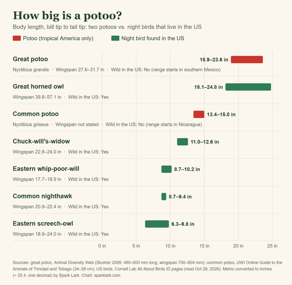 Chart comparing body length of the great potoo and common potoo with US night birds: great horned owl, chuck-will's-widow, eastern whip-poor-will, common nighthawk and eastern screech-owl