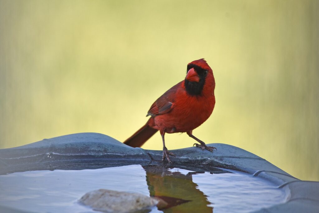 Male northern cardinal standing on the rim of a bird bath