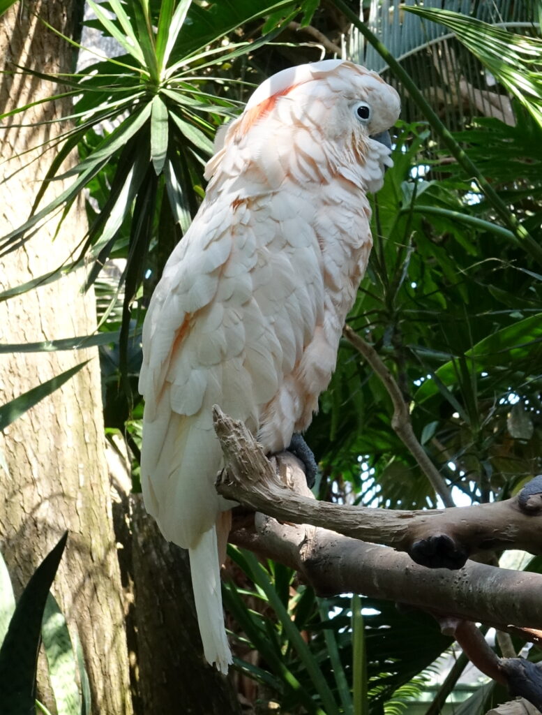 Moluccan cockatoo perched among leaves