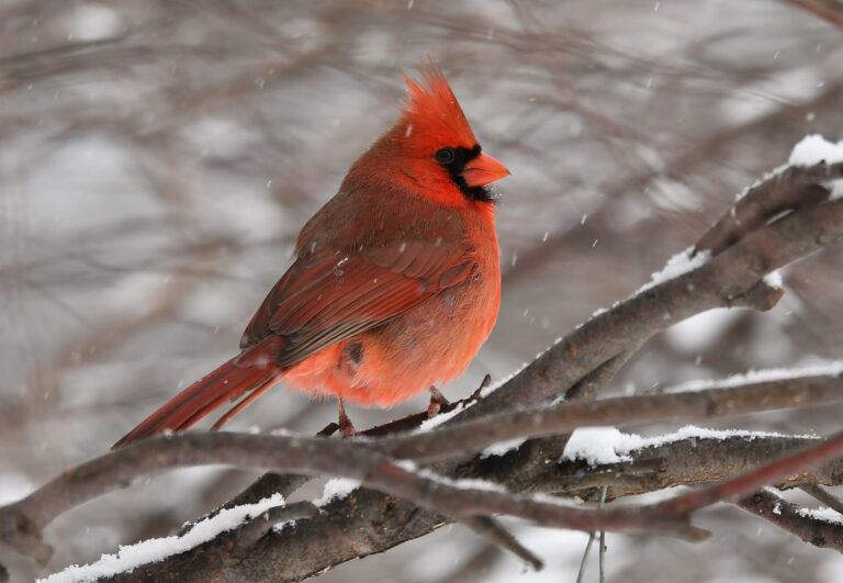 Male northern cardinal perched on a snowy branch