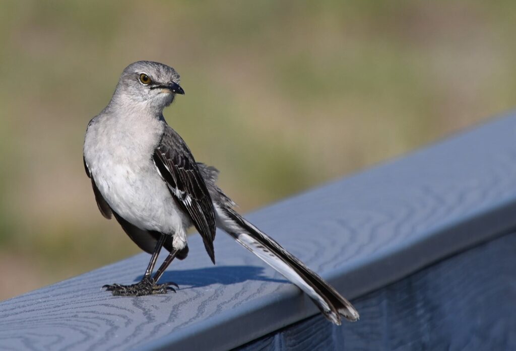 Northern mockingbird standing on a deck railing