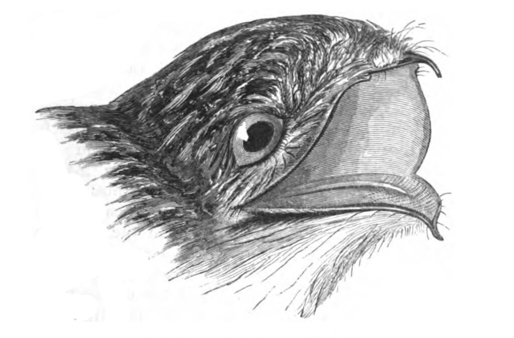 Black-and-white 1849 engraving of a northern potoo head showing its huge eye and very wide mouth