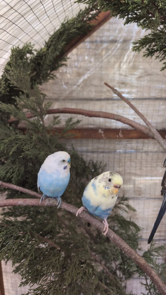 Two budgies, one blue and one blue and yellow, perched in a cage