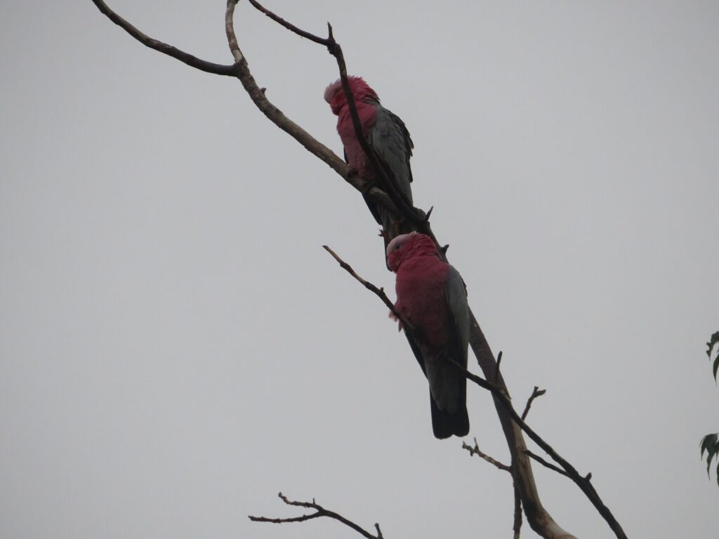 Two pink and grey galah cockatoos perched on a branch