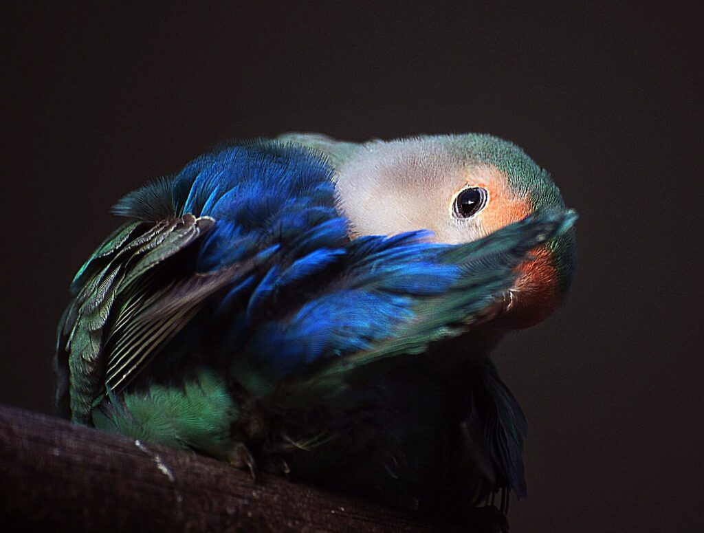 Blue color-mutation peach-faced lovebird with a pale face