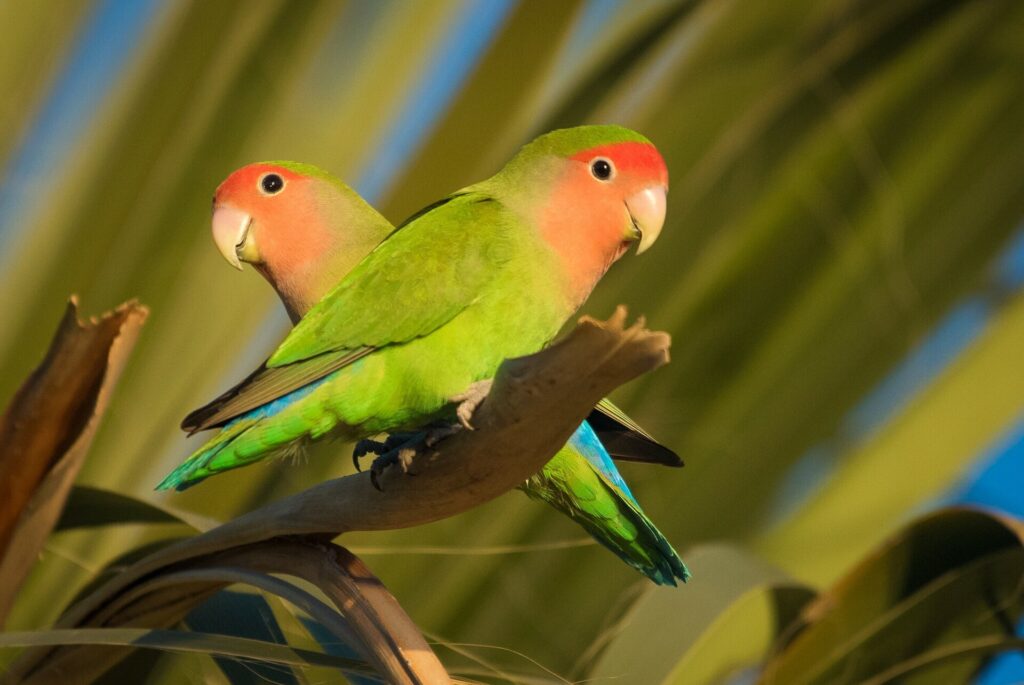 Two peach-faced lovebirds perched side by side