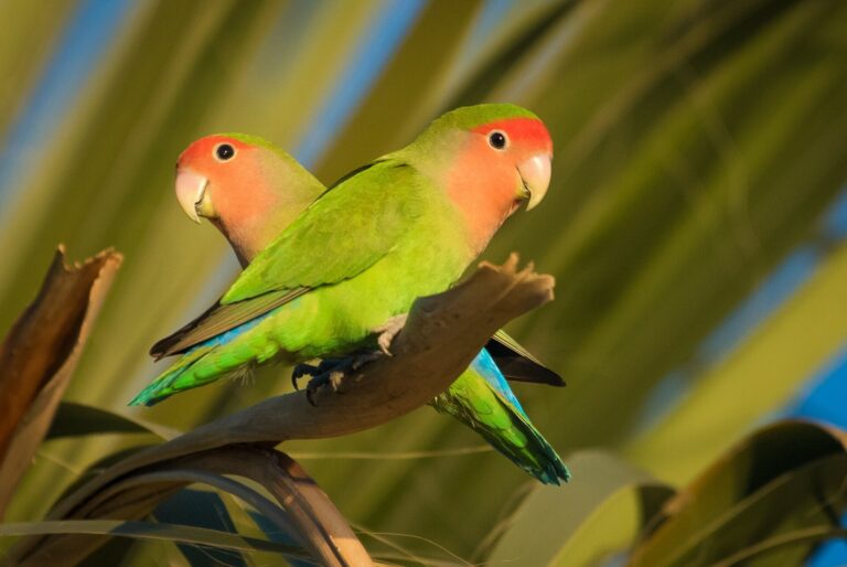 Two peach-faced lovebirds perched side by side
