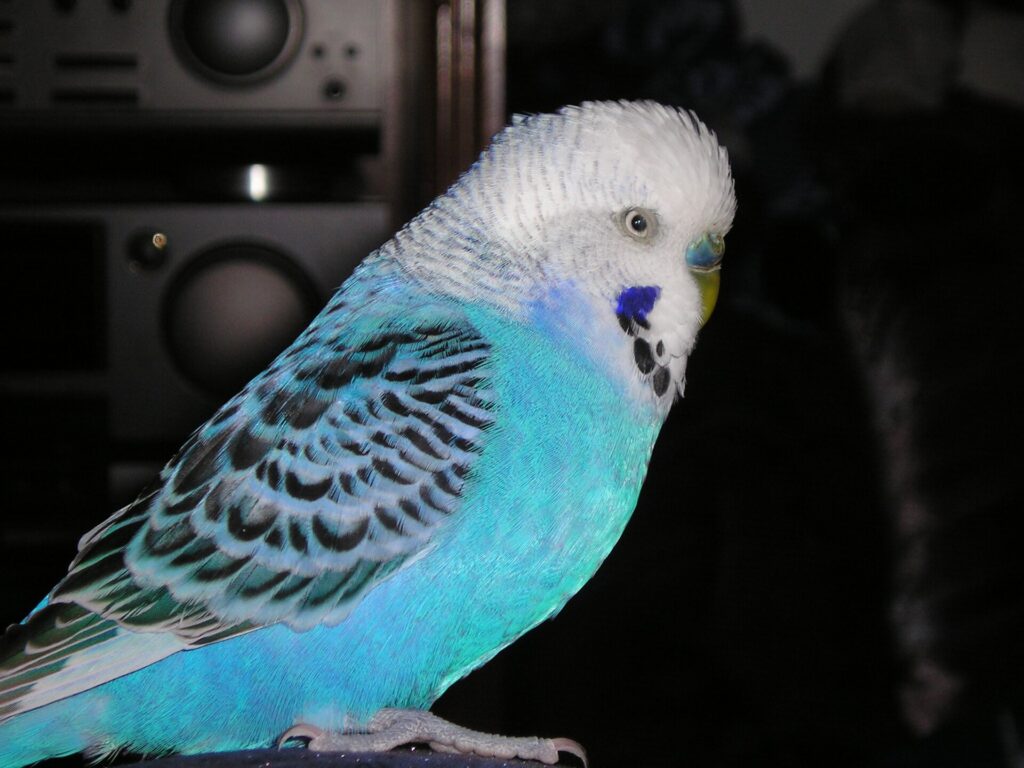 Pet blue budgie (parakeet) perched indoors
