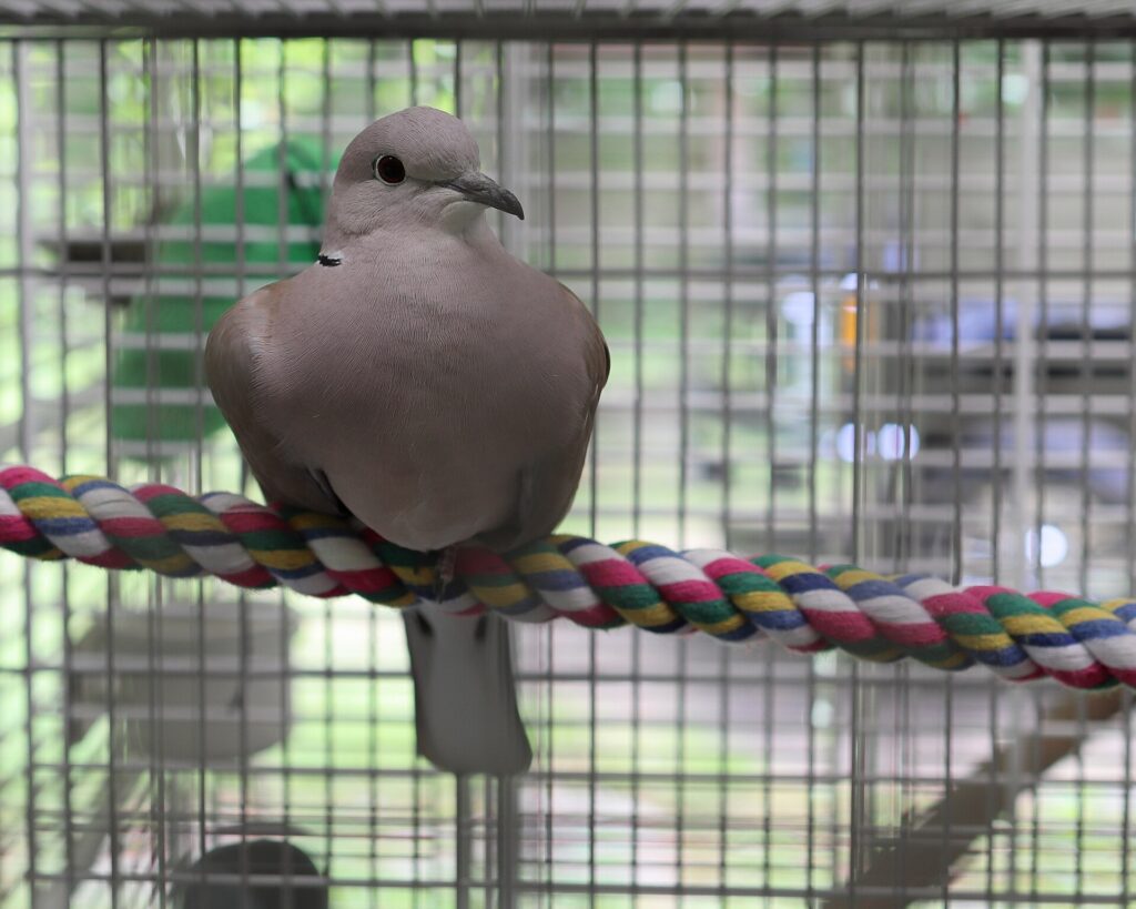 Pet ring-necked dove perched on a rope perch inside its cage