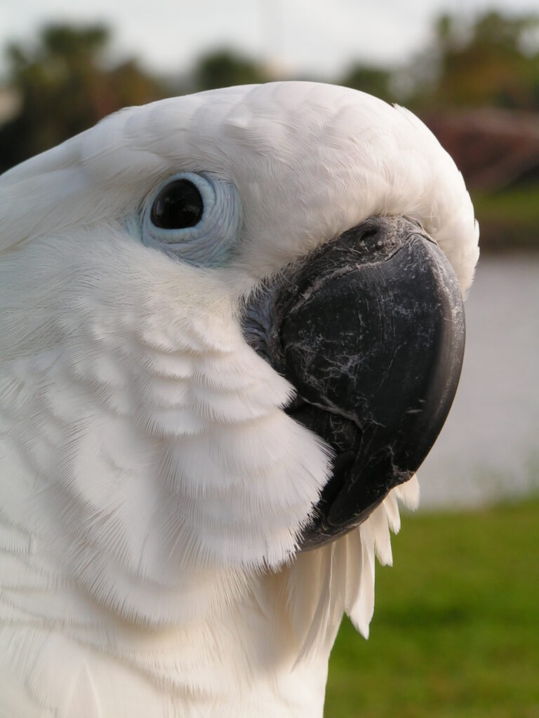 Close-up of a pet umbrella cockatoo with white feathers and black beak