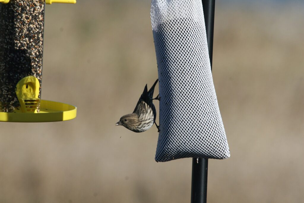 A pine siskin clinging to a mesh nyjer sock next to a tube feeder