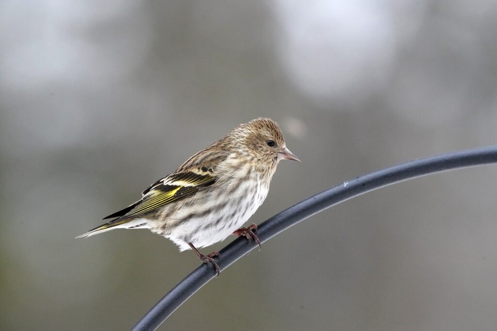 Streaky pine siskin with yellow edges on its wing feathers perched above a feeder