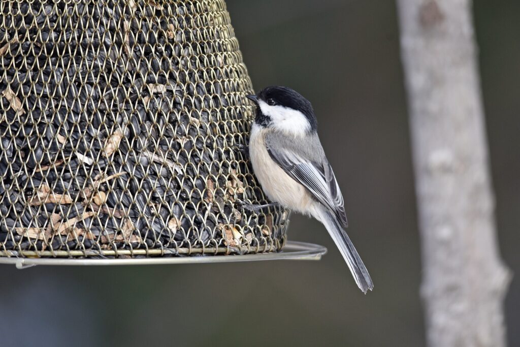 Black-capped chickadee clinging to the side of a wire-mesh seed feeder