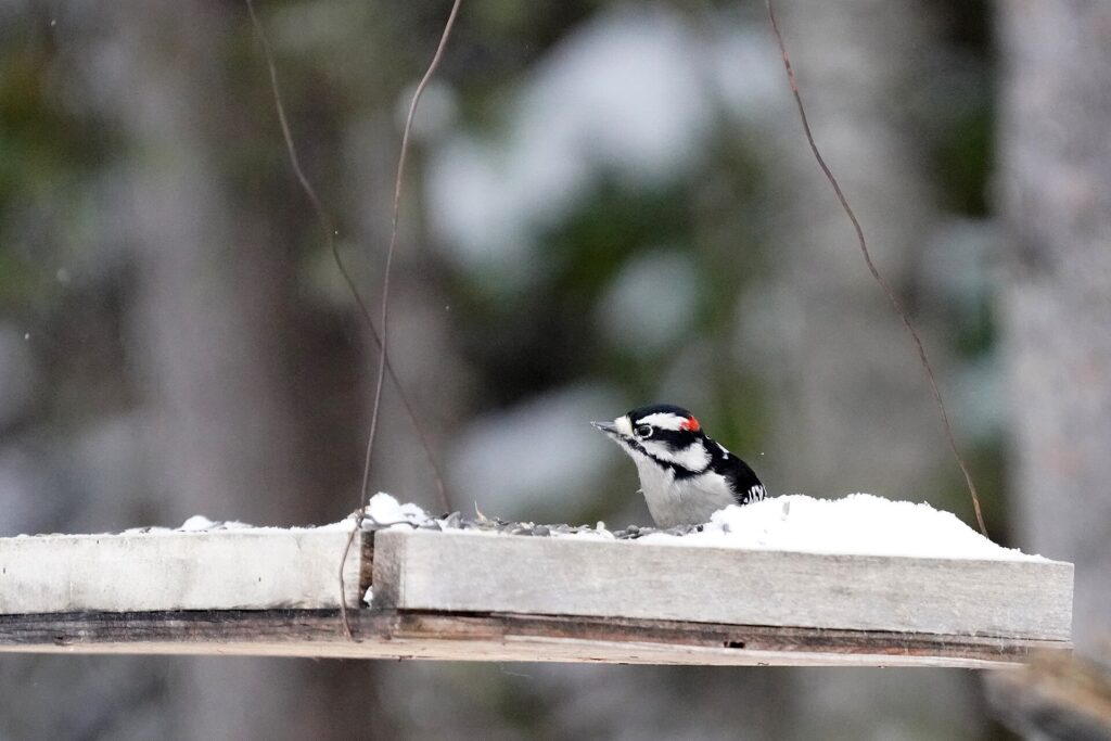 Male downy woodpecker on a wooden platform feeder half-buried in snow