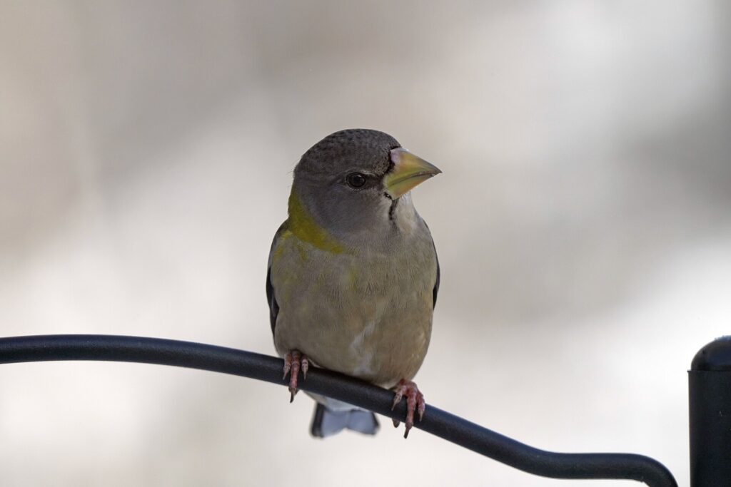Female evening grosbeak perched on the arm of a bird feeder pole in winter