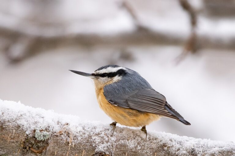 Red-breasted nuthatch with a blue-gray back and rusty orange underparts on a snowy branch