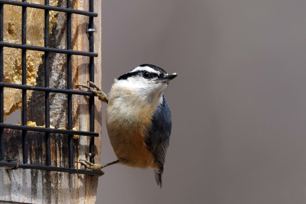 Red-breasted nuthatch gripping the side of a suet feeder