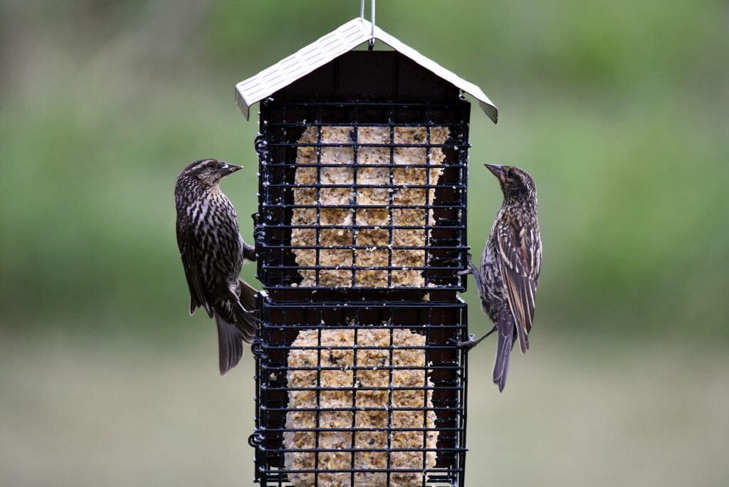 Adult and juvenile female red-winged blackbirds at a suet feeder