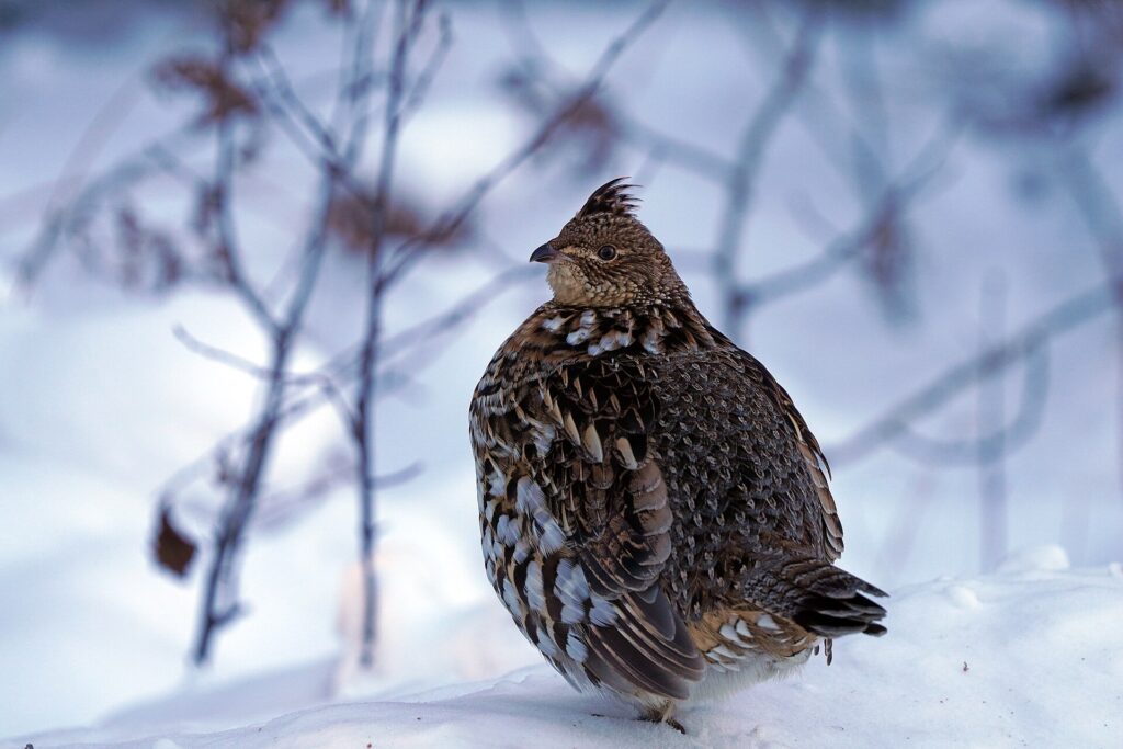 A ruffed grouse with puffed-up feathers standing in snow