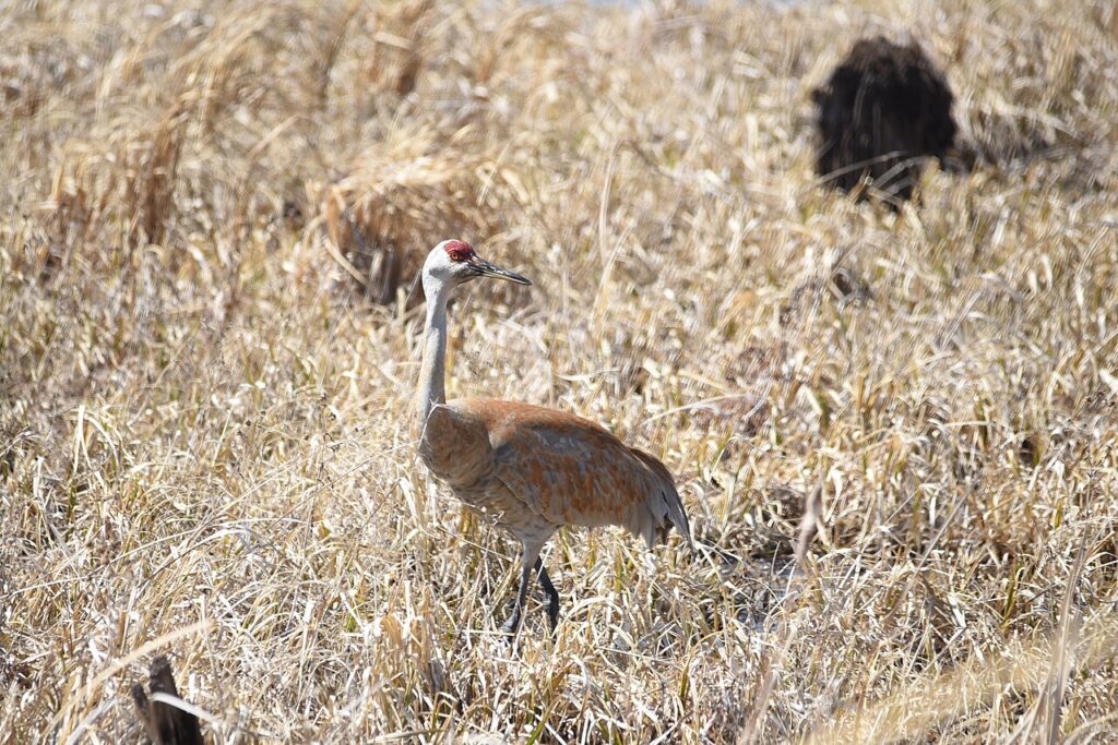 Sandhill crane with red crown walking through dry grass