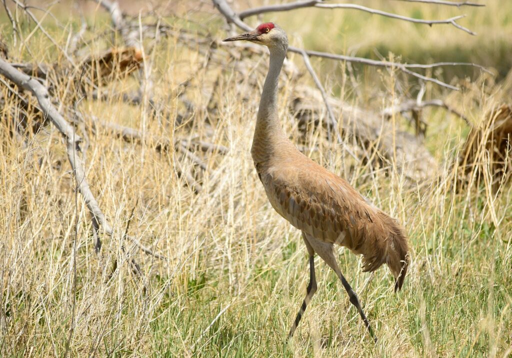 Sandhill crane walking through dry grass