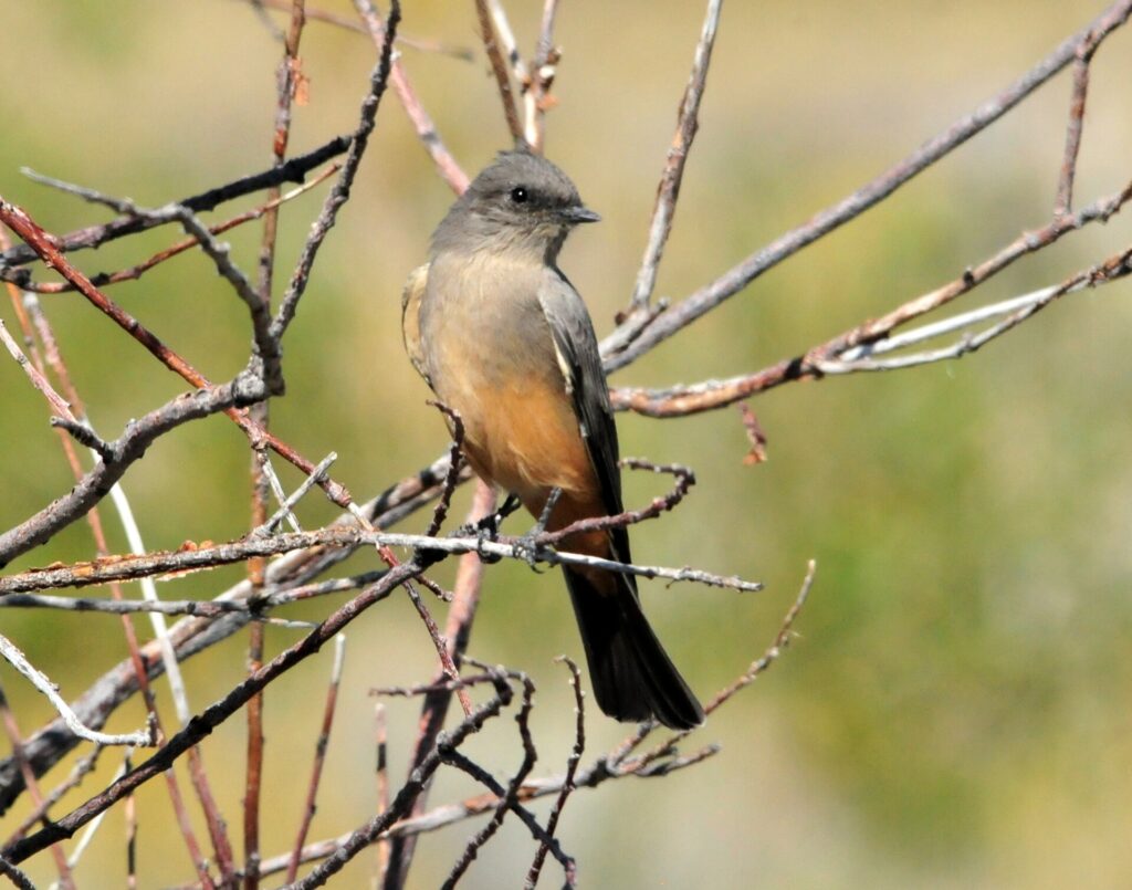 Say's phoebe with a brownish-gray back, gray breast, cinnamon belly and black tail perched among bare branches
