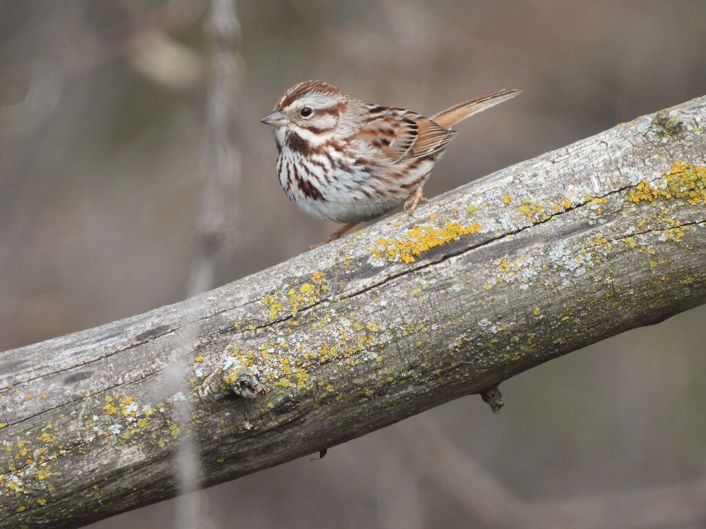 Song sparrow with a heavily streaked white breast and a dark central spot, perched on a lichen-covered log