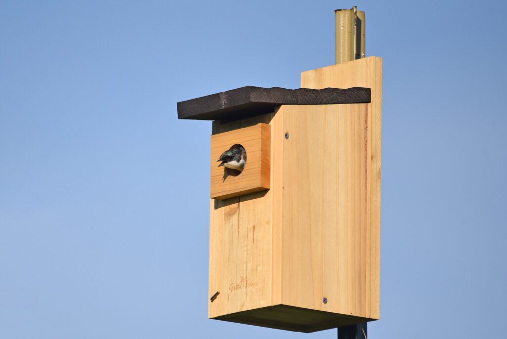 Tree swallow looking out of a cedar nest box mounted on a metal pole