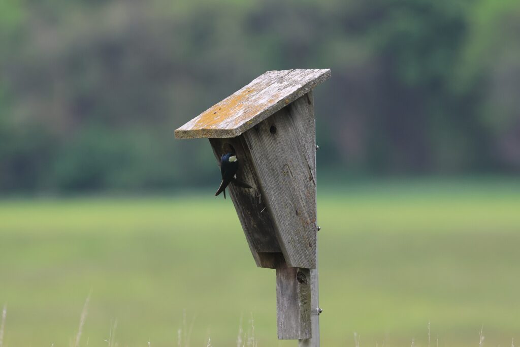Tree swallow clinging to the entrance of a weathered wooden nest box on a post