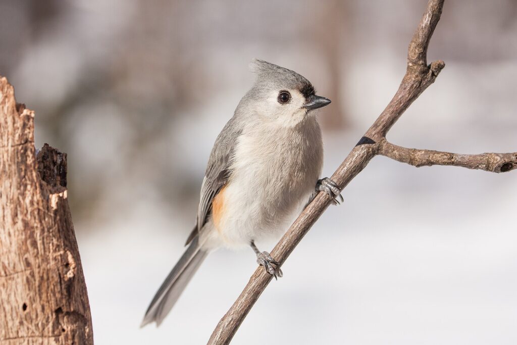Tufted titmouse with a gray crest, white underparts and a peach-orange patch on its side perched on a twig