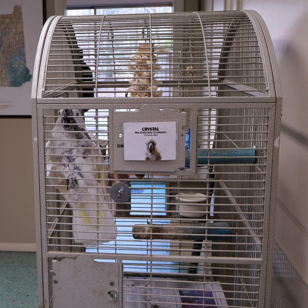 Umbrella cockatoo named Crystal in a cage at a nature sanctuary