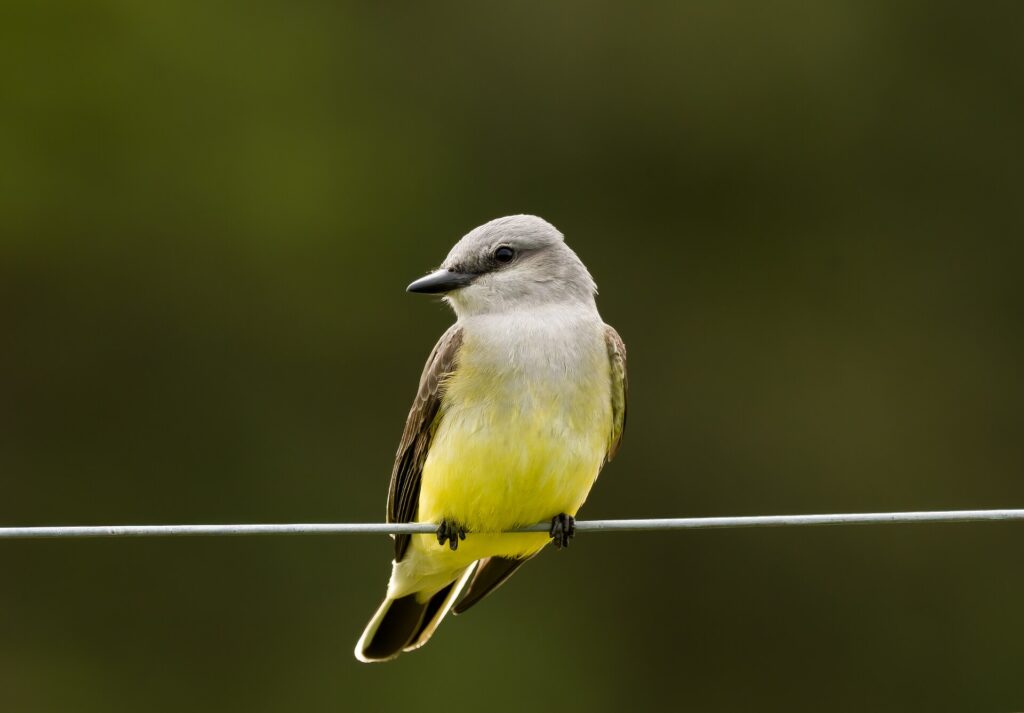 Western kingbird with a gray head and lemon-yellow belly perched on a wire