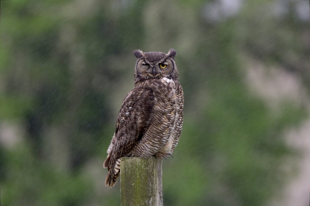 Great horned owl standing on a wooden post in the rain with one eye shut