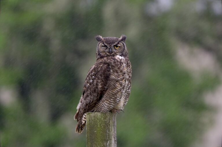 Great horned owl standing on a wooden post in the rain with one eye shut