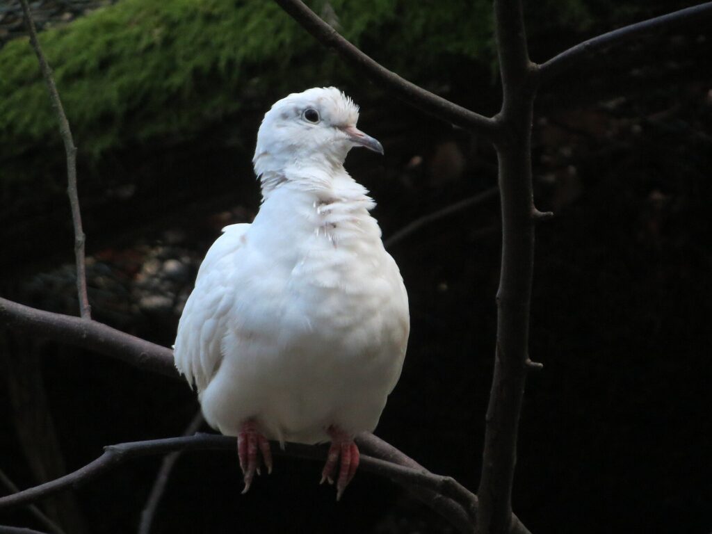White Barbary (ringneck) dove perched on a branch