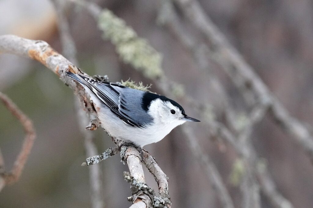 White-breasted nuthatch with a black cap, white face and blue-gray back perched on a pine twig