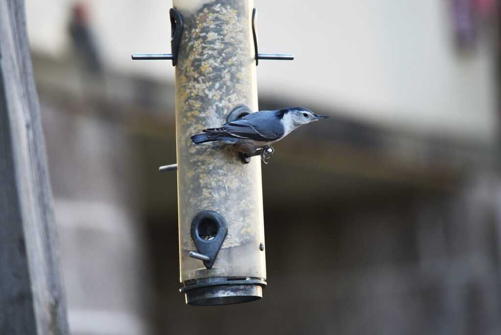 A white-breasted nuthatch clinging to a tube bird feeder