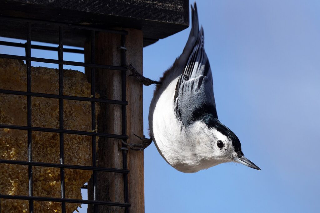 White-breasted nuthatch hanging head-down on the side of a suet feeder against a blue sky