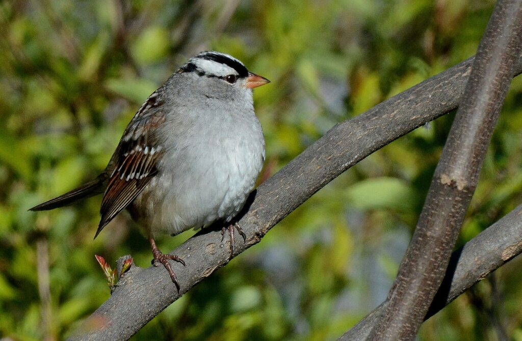 Adult white-crowned sparrow with bold black-and-white crown stripes, a pinkish-orange bill and a plain gray breast