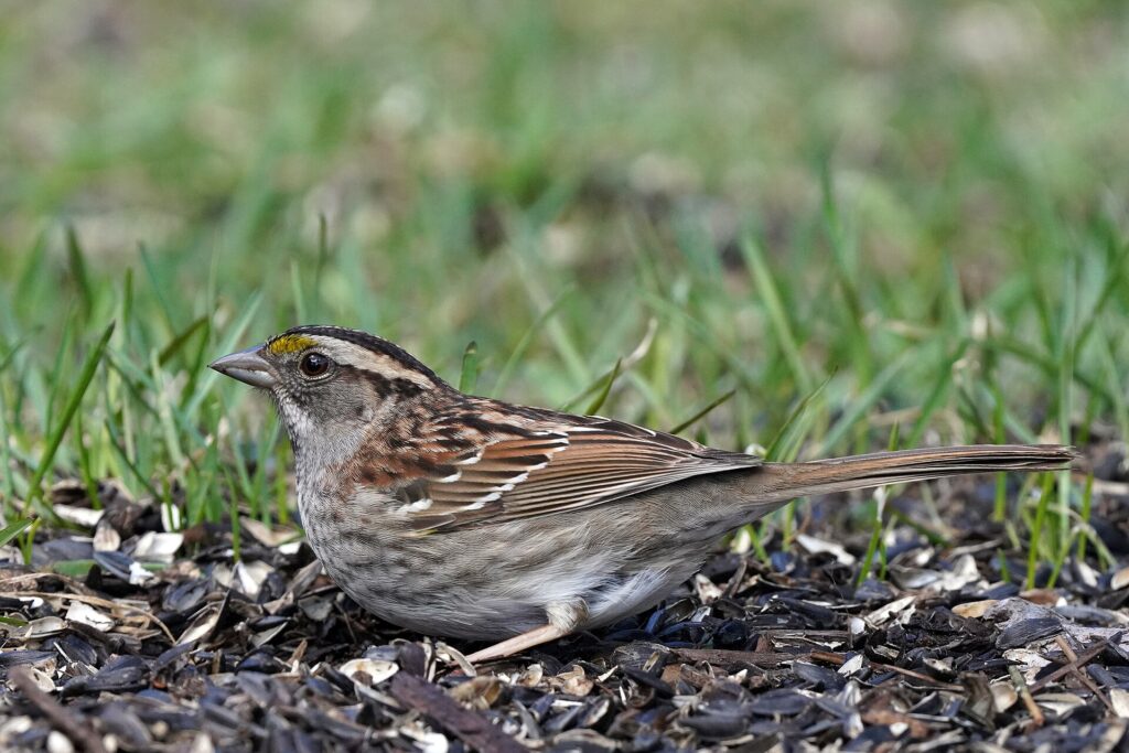 White-throated sparrow with a white throat and yellow spot by the eye, foraging among sunflower seed shells under a feeder