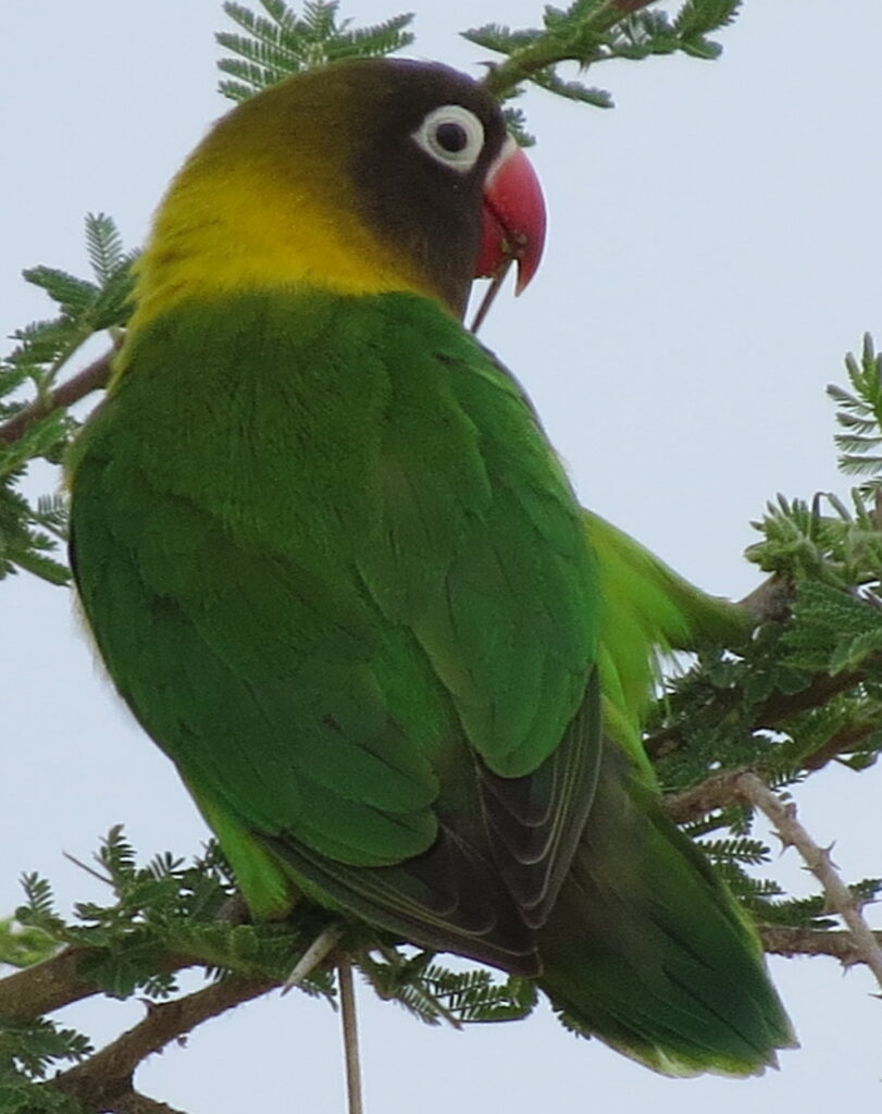 Yellow-collared masked lovebird with black head and white eye ring in Tanzania