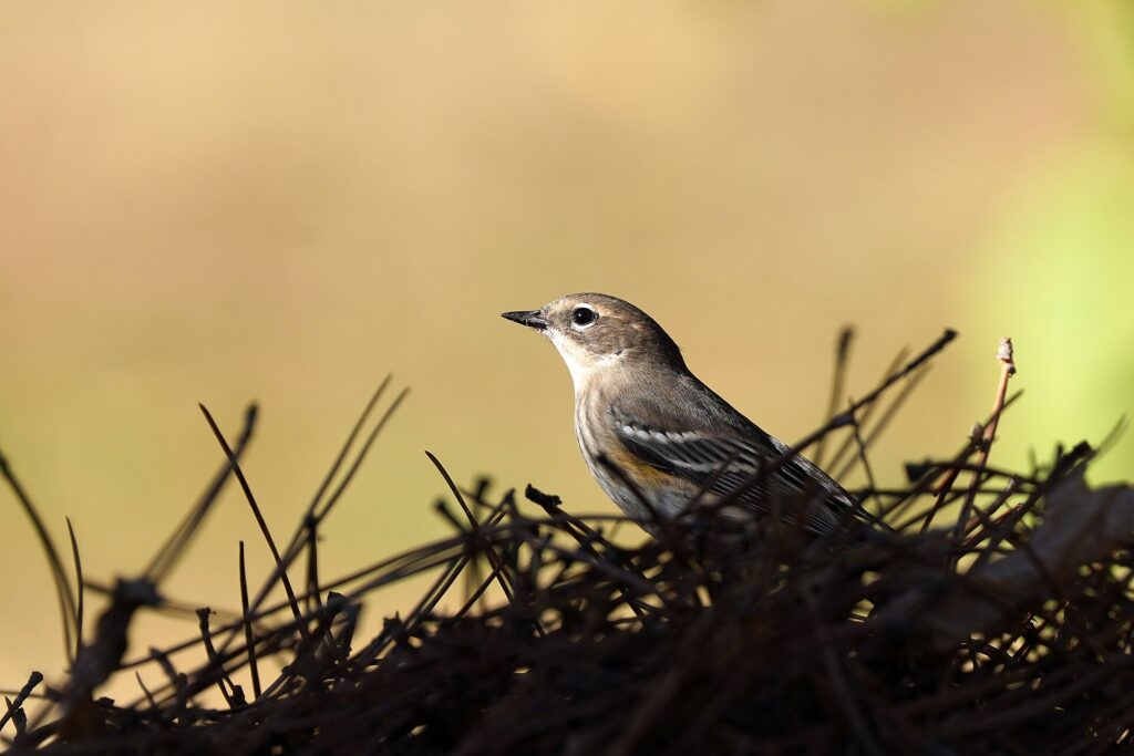 Yellow-rumped warbler in drab fall plumage perched on pine needles